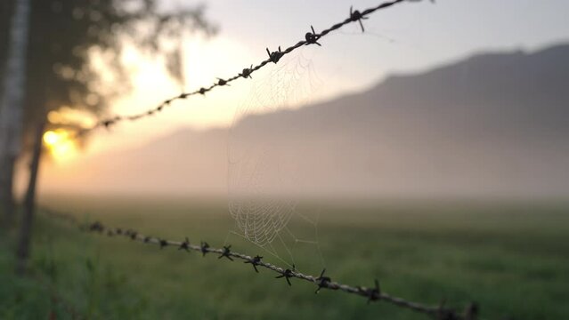 Spider'S Web Hanging From Barbed Wire In Field