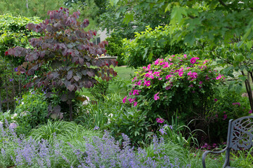 A charming midwest garden with beautiful shrub roses, emerging ornamental grasses and the blue catmint.  Forest pansy eastern redbud with heart shaped leaves is the focal point. 