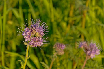 Bright purple tansy flower in a green field - Phacelia tanacetifolia
