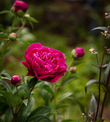 Vertical photo of brilliant fuchsia fragrant Peonies, macro of beautiful old fashioned flowers on a sunny day.. Elegant flowers for bridal, wedding or card. 