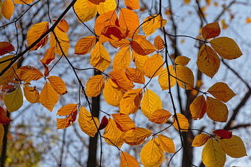 Fototapeta na wymiar Bright golden beech leafs in the forest - Fagus 