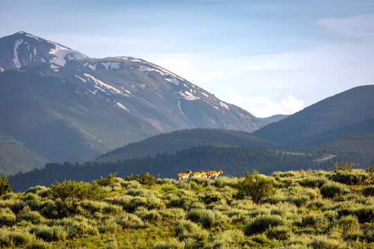 Female Pronghorns climbing Mount Shavano range in Colorado