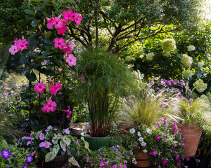A colorful grouping of garden containers incorporating fuchsia mandevilla, ornamental fountain grass, Prince Tut grass, petunias and mexican feather grass during the golden hour