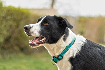 border collie