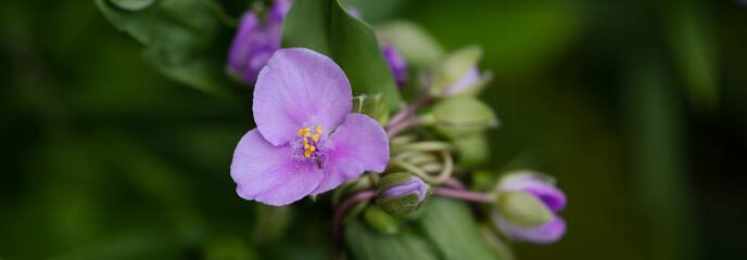 Horizontal banner - Macro of a beautiful delicate violet colored Ohio spiderwort, a native perennial to Illinois. 