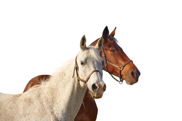 Two horses - bay and gray isolated on a white background.