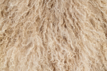 close up of young lamb fur texture
