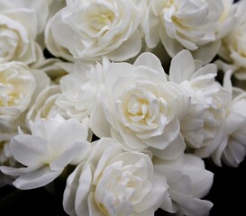 background of white doubles narcissus on black background