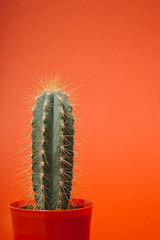 Fashion cactus in red flower pot on pastel red orange sunset color background. Minimalism. Creative cactus concept. Trendy way out west concept.
