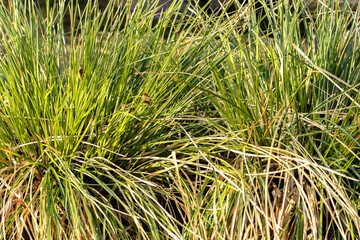 Grass in the wind filled the frame