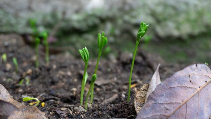 Flowers grass greens
