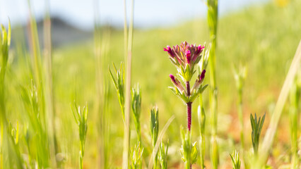 Flowers grass greens