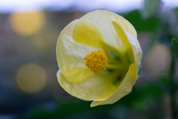 Flowers grass greens