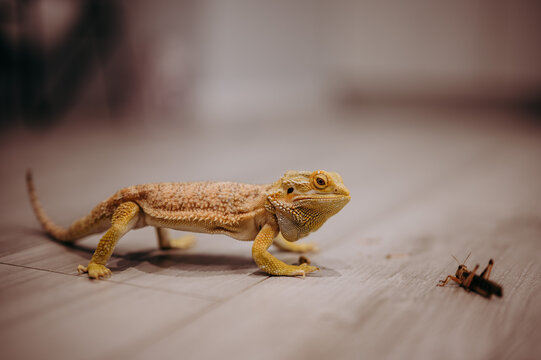 Agama Brodata polująca na szarańczę