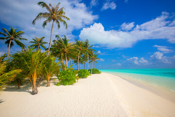Idyllic Beach with Palm Treesat the Maldives, Indian Ocean - obrazy, fototapety, plakaty
