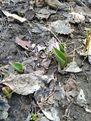 Small tulip sprouts in the soil