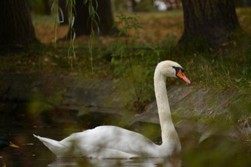 White swan flock in spring water. Swans in water. White swans. Beautiful white swans floating on the water. swans in search of food. selective focus