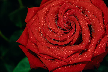 macro close up red rose