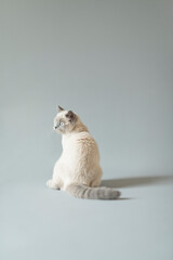 Obraz premium 子猫 シャム猫