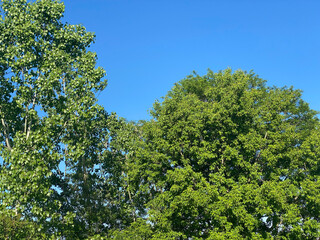 Green Leaves and sky