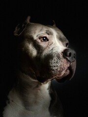 american staffordshire terrier