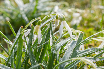 Schneeglöckchen, erste freudige Frühlingsboten der Natur. Unbeeindruckt von Schnee, Eis und Frost leuchten die grünen Blätter. Hellgrün gesäumte Blüten schaukeln im Wind, im wärmenden Sonnenschein.