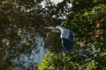 Ardea cinerea - Grey heron - H&eacute;ron cendr&eacute;