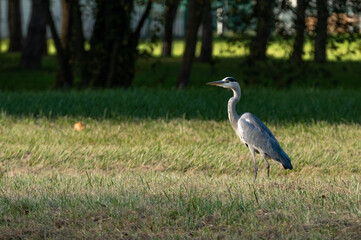 Ardea cinerea - Grey heron - Héron cendré