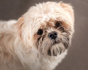 Acercamiento a la cara sucia de un perro shih tzu viendo a cámara