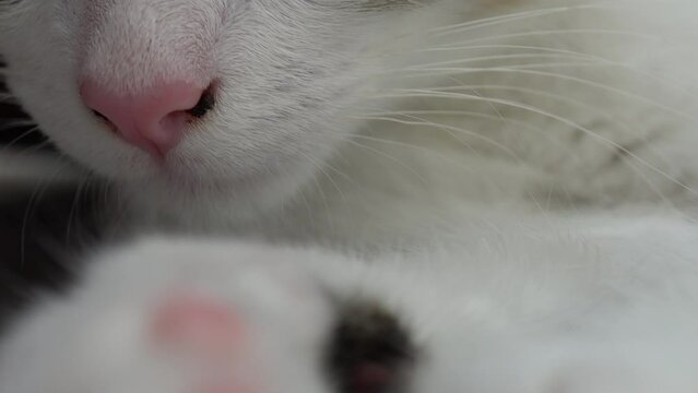 Closeup of kitten's pinky nose, adorable small white kitten
