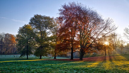 Autumn leaves colour with sun rays through the maple trees on a foggy morning