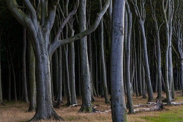 Baumstämme im Gespensterwald bei Nienhagen (spezielle Aufnahmetechnik)