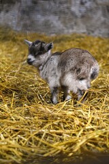 Adorable baby goat in barn at Turoe pet farm in County Galway, Ireland 