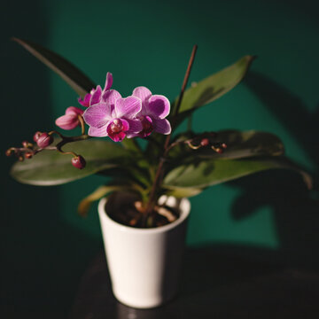 Blooming orchid in dappled sunlight