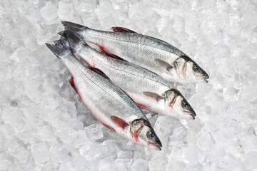Fresh fish Seabass with ice on iced background