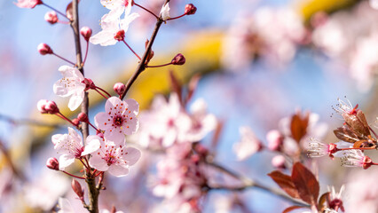 Beautiful close-up of the blossoming branches of a pink cherry tree, in spring