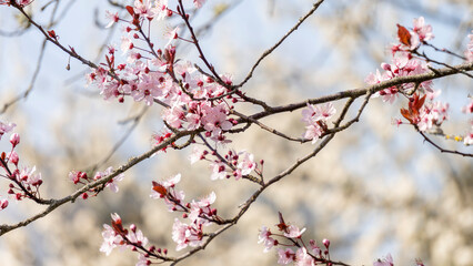 Beautiful close-up of the blossoming branches of a pink cherry tree, in spring