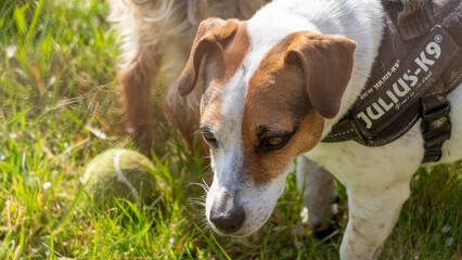 Portrait of a young Jack Russell Terrier, in the grass, and his tennis ball