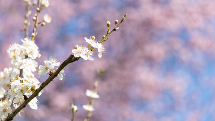Beautiful close-up of the blossoming branches of a white cherry tree, in spring