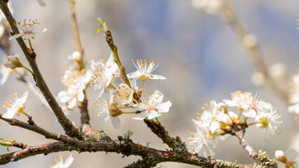 Beautiful close-up of the blossoming branches of a white cherry tree, in spring