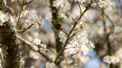 Beautiful close-up of the blossoming branches of a white cherry tree, in spring