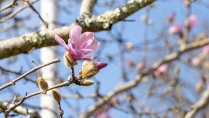 Magnolia in full bloom, early spring