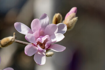 Magnolia in full bloom, early spring