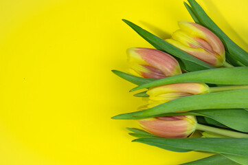 yellow red tulips on a yellow background