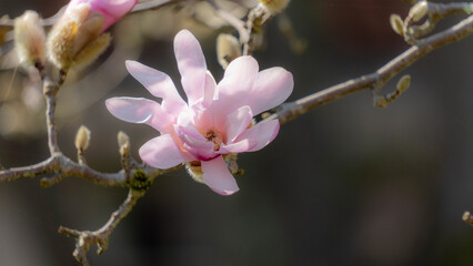 Obraz premium Magnolia in full bloom, early spring, poetic effect