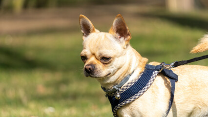 Portrait of a creamy white chihuahua, in harness and leash, in nature