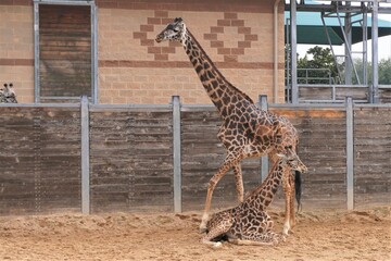 Mother giraffe with its calf