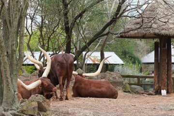 Group of longhorns