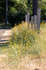 tall yellow wild dendelion flowers growing along a fence