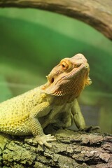 lizard on a branch